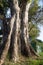 Giant Eucalyptus Tree Trunk