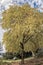 Giant eucalyptus tree yellow leaf
