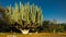The giant Euphorbia plant, Mexico