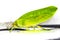 Giant False Leaf Katydid Pseudophyllus titan, Pseudophyllinae, Tettigoniidae isolated on white background.