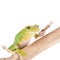 Giant Feae flying tree frog eating a locusts on white