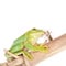 Giant Feae flying tree frog eating a locusts on white