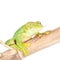 Giant Feae flying tree frog eating a locusts on white