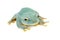 Giant Feae flying tree frog on white