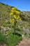 Giant fennel in the valley of the thousand palms near Haria. Lanzarote, Spain