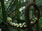 Giant fern crozier