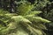 Giant fern in Sintra park