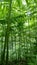 Giant fern thickets  near Toksovo