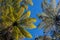 Giant ferns against blue sky