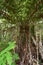 Giant ferns in native New Zealand bush