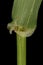 Giant Fescue Lolium giganteum. Ligule and Leaf Sheath Closeup