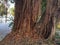 Giant Ficus Banyan Tree
