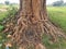 Giant Ficus religiosa tree in India.