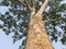 Giant Ficus religiosa tree in India.