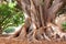 Giant ficus tree Ficus macrophylla in the garden of Misericordia. Palma, Majorca