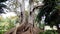 Giant ficus tree surrounded by lush and tropical vegetation