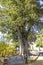 Giant fig tree in Murillo Garden in Seville, Spain