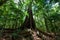 Giant fig tree roots in a rainforest.