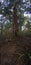 Giant fig tree tangled with lianas growing in tropical rainforest