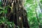 Giant fig tree vines in rain forest