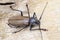Giant Fijian longhorn beetle from island Koh Phangan, Thailand. Closeup, macro. Giant Fijian long-horned beetle, Xixuthrus heros