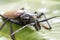 Giant Fijian longhorn beetle from island Koh Phangan, Thailand. Closeup, macro. Giant Fijian long-horned beetle, Xixuthrus heros