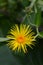 Giant fleabane