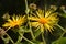 Giant fleabane flower