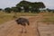 Giant flightless ostrich on the road of Savannah