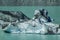 Giant floating icebergs on Tasman Glacier Lake in Aoraki Mount Cook National Park, South Island of New Zealand