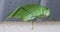 Giant Florida katydid in detail