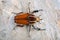 Giant Flower Beetle Mecynorrhina torquata ugandensis