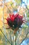 Giant flower head of the Gymea Lily