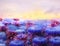 Giant fluffy lilac flowers and the sky. Surrealism, a fantastic picture.