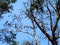 Giant flying foxes resting on a tree branch