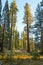 Giant Forest in the rays of the setting sun, Sequoia National Park, Tulare County, California, United States