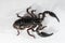 Giant forest scorpion species