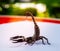 Giant forest scorpions prepared to fighting and protected itself when photographer approach to shoot on the backyard table.