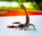 Giant forest scorpions prepared to fighting and protected itself when photographer approach to shoot on the backyard table.