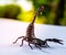 Giant forest scorpions prepared to fighting and protected itself when photographer approach to shoot on the backyard table.