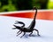 Giant forest scorpions prepared to fighting and protected itself when photographer approach to shoot on the backyard table at home