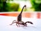 Giant forest scorpions prepared to fighting and protected itself when photographer approach to shoot on the backyard table at home