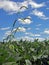 Giant foxtail (Setaria faberi) in soybean (Glycine