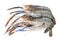 Giant freshwater prawn, Fresh shrimp isolate on white background