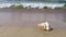 Giant frog Shell on a beach