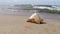 Giant frog shell on a beach