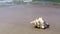 Giant frog shell on a beach