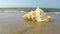 Giant frog shell on a beach