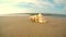 Giant frog shell on a beach