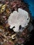 Giant frogfish on a sponge